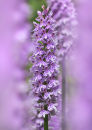 0082 Common Spotted Orchid
