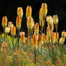 0084 Kniphofias