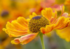 0089 Helenium
