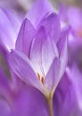 0165 Colchicum (autumn crocus)