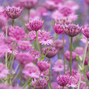 0175 Astrantias - not available for greeting cards