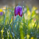 Fritillaria meleagris