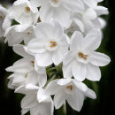 Paperwhites