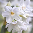 Paperwhites