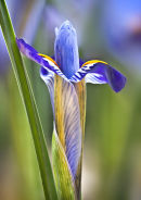 Iris reticulata "Purple Gem"