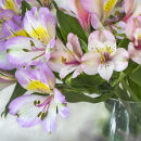 0287 Alstroemeria