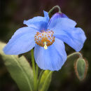 Meconopsis lingholm