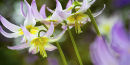 Erythronium