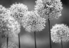 0323 Alliums