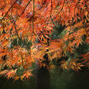 0357 Acer palmatum "Ornatum"