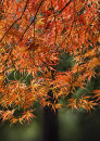 0361 Acer palmatum "Ornatum"