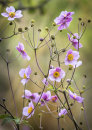 0378 Japanese Anemone