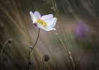 0383 Japanese Anemone