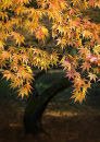 0417 Acer palmatum "Matsumarae"