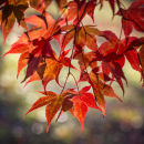 0469 Acer palmatum