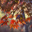 0512 Acer palmatum