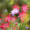 0521 Hesperantha coccinea and Osteospermum