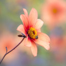 0556 Dahlia Path Finder
