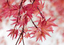 Acer palmatum Chishio