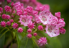 0581 Kalmia latifolia