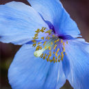 0596 Meconopsis lingholm