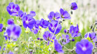 0650 Geranium orion