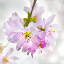 Prunus sargentii "Accolade"