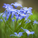 Scilla luciliae