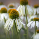 0761 Echinacea White Swan
