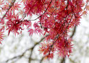 Acer palmatum Chishio