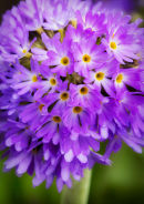 Primula Denticulata