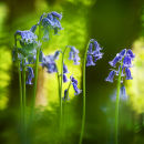 Bluebells