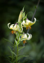 0866 Lilium ledbourii