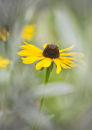 0870 Rudbeckia
