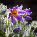 Pulsatilla