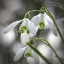0993 Snowdrops