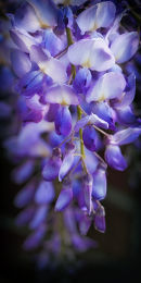 Wisteria sinensis