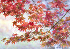 1012 Autumnal Acer Foliage