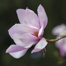 Magnolia campbellii