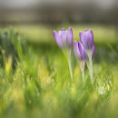 1075 Crocus