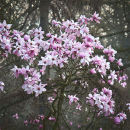 Magnolia