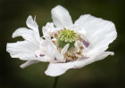 1085 Poppy