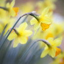 1147 Daffodils