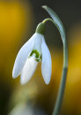 1183 Snowdrop