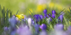 1186 Spring Bulbs
