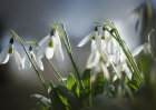 1245 Backlit Snowdrops