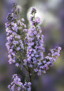 1272 Heather - Erica Australis "Holehird"