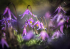 1330 Erythronium revolutum