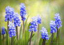 Muscari (exclusive to Getty Images)