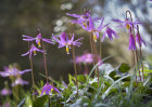 1436 Erythronium revolutum